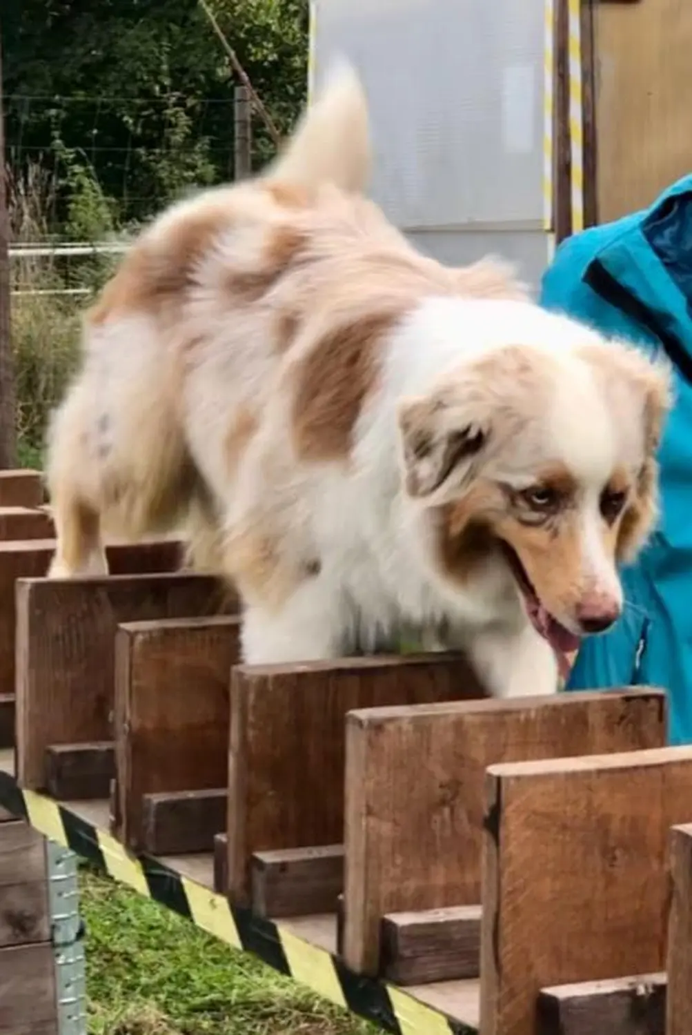 Hund spielt von HeP Hunde extrem Parcours