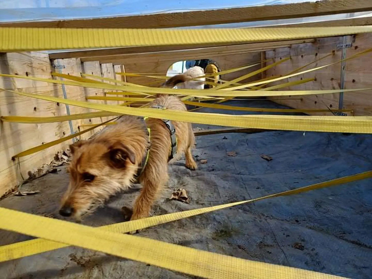 Hund spielt von HeP Hunde extrem Parcours