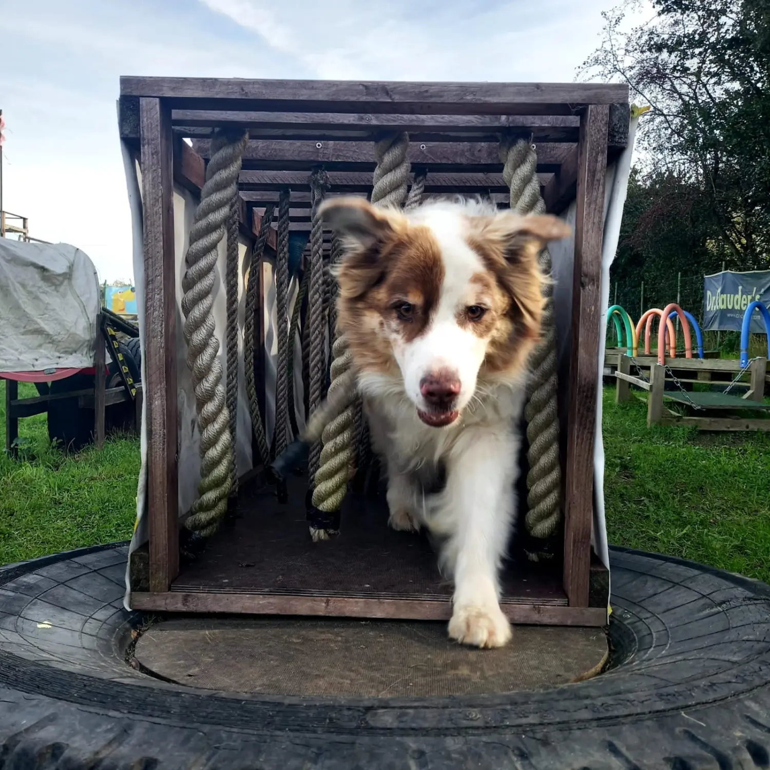 Hund spielt von HeP Hunde extrem Parcours