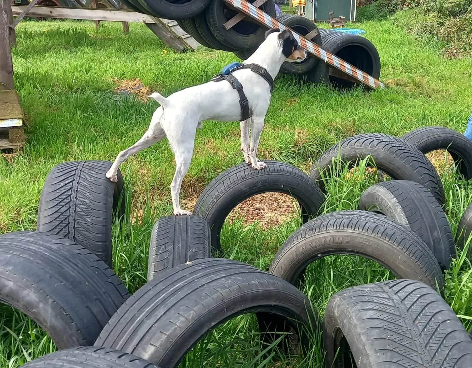 Hund spielt von HeP Hunde extrem Parcours