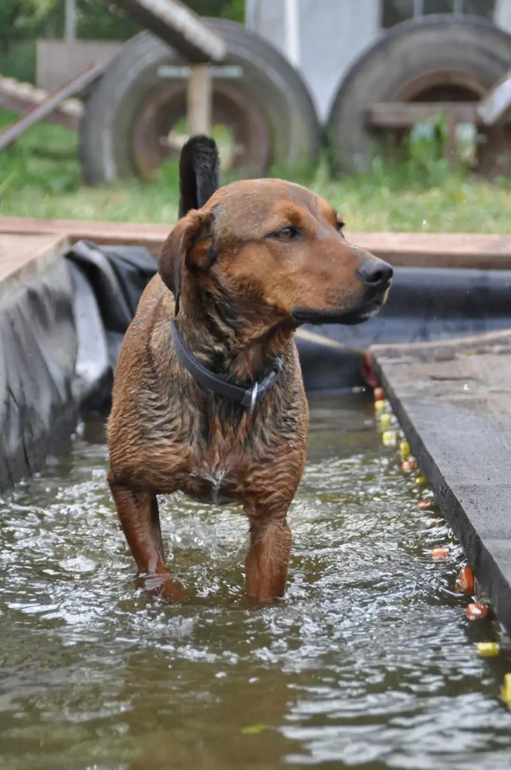 Hund spielt von HeP Hunde extrem Parcours