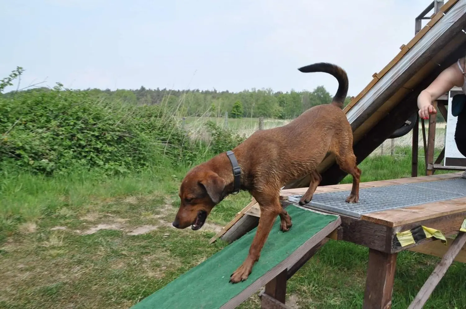 Hund spielt von HeP Hunde extrem Parcours