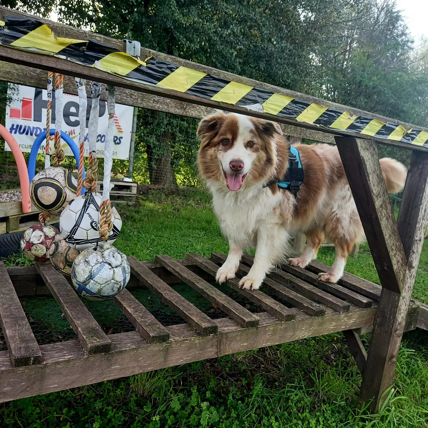 Hund spielt von HeP Hunde extrem Parcours