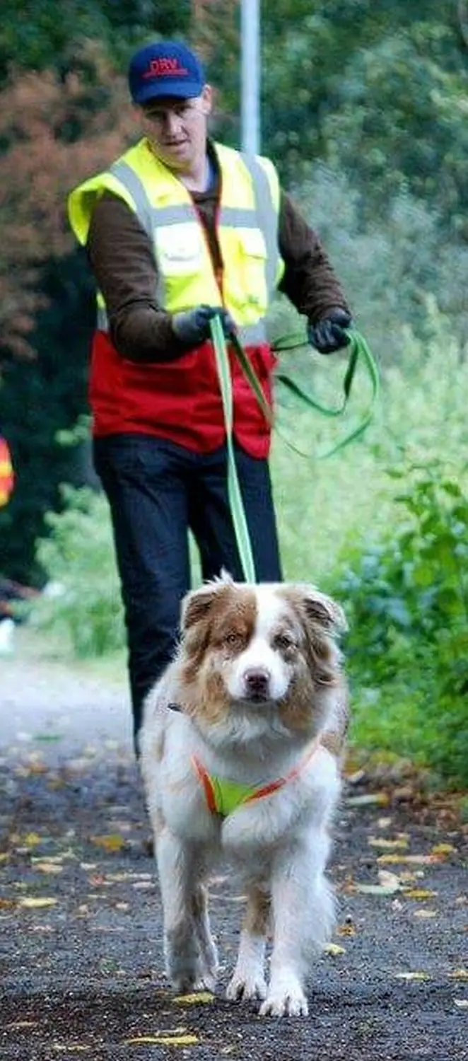 Mantrailing hund von HeP Hunde extrem Parcours