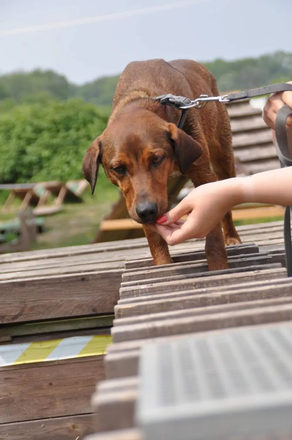 Hund spielt von HeP Hunde extrem Parcours