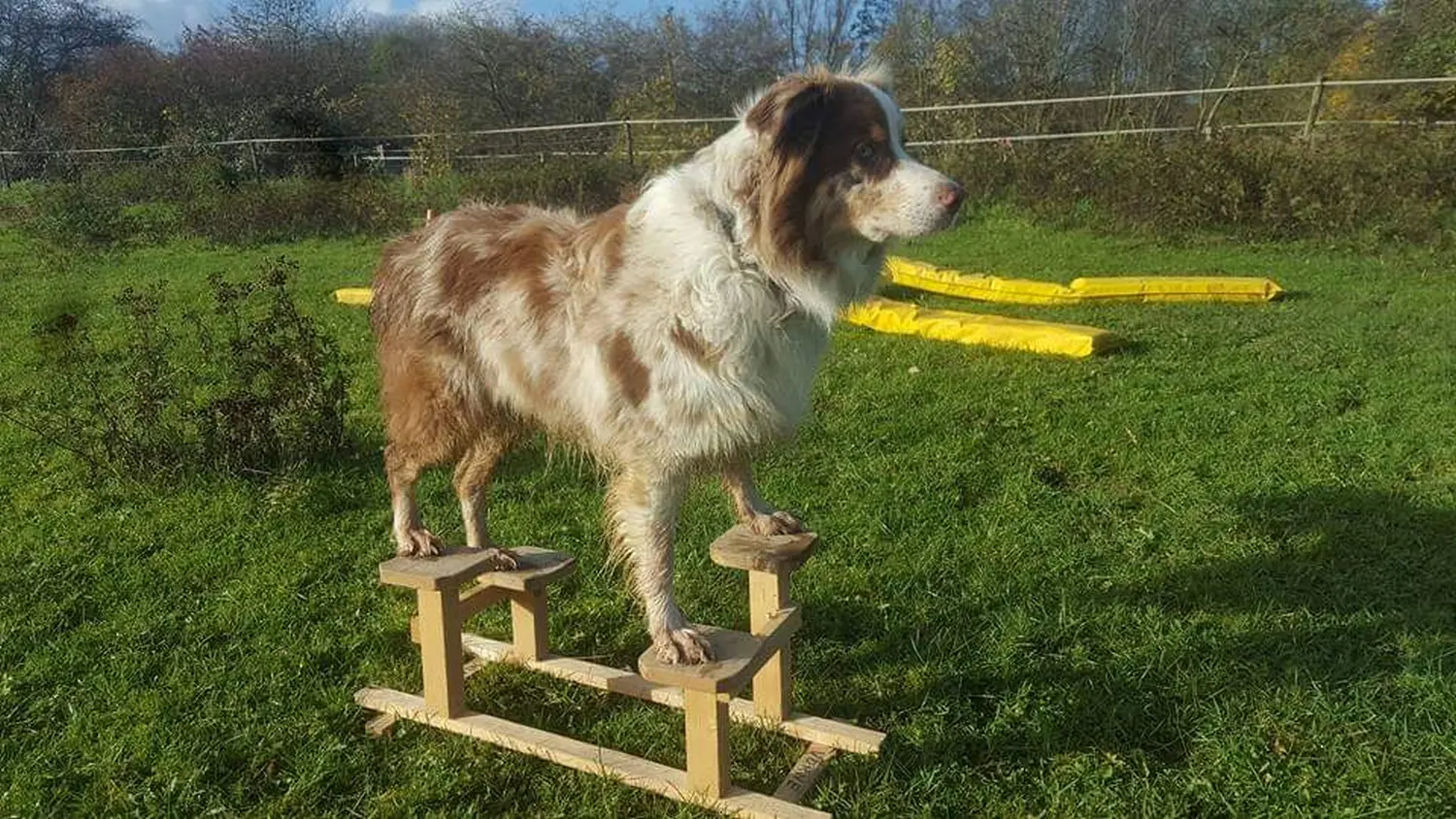 Hund spielt von HeP Hunde extrem Parcours