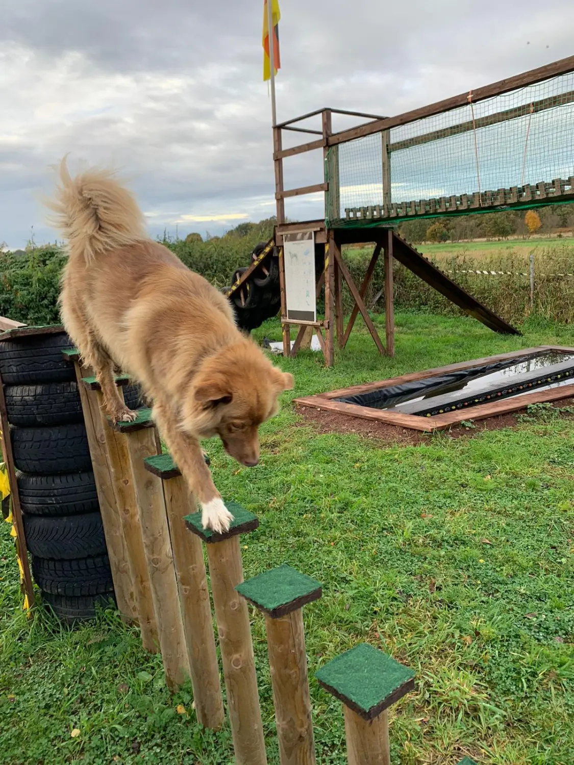 Hund spielt von HeP Hunde extrem Parcours