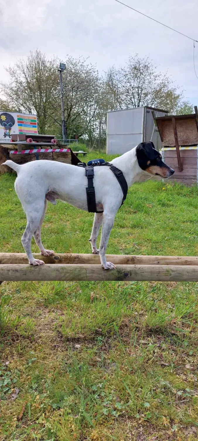 Hund spielt von HeP Hunde extrem Parcours