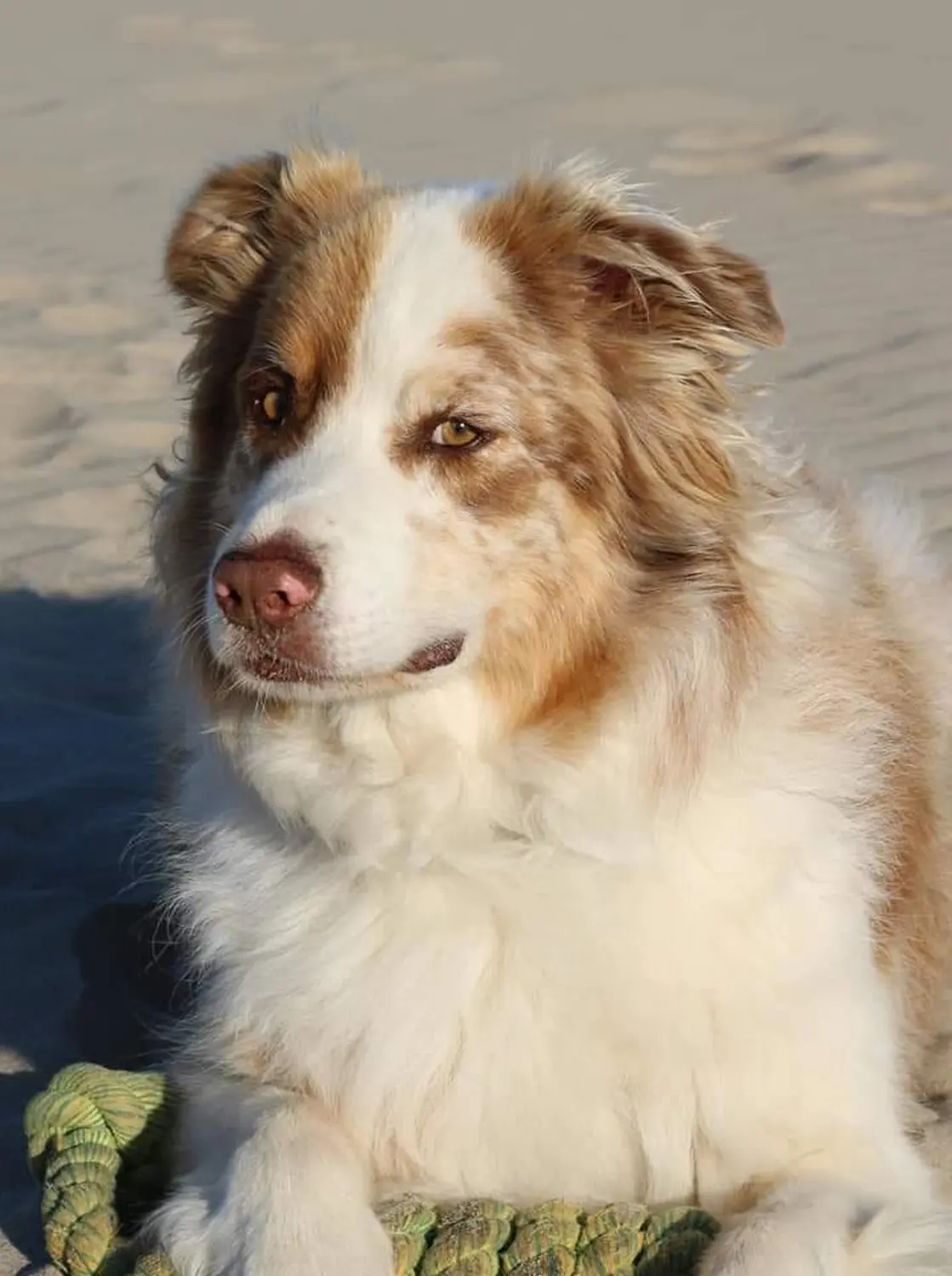 Hund spielt von HeP Hunde extrem Parcours