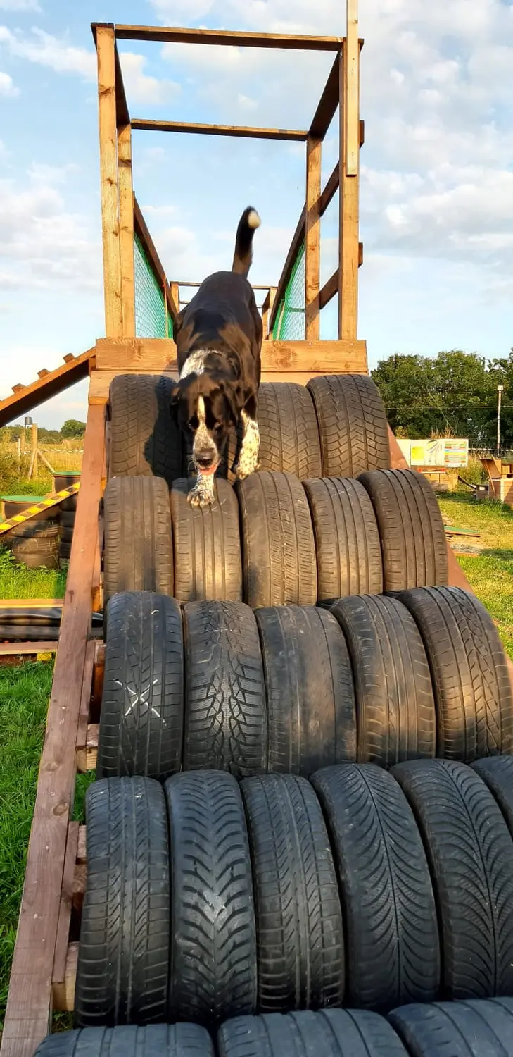 Hund spielt von HeP Hunde extrem Parcours