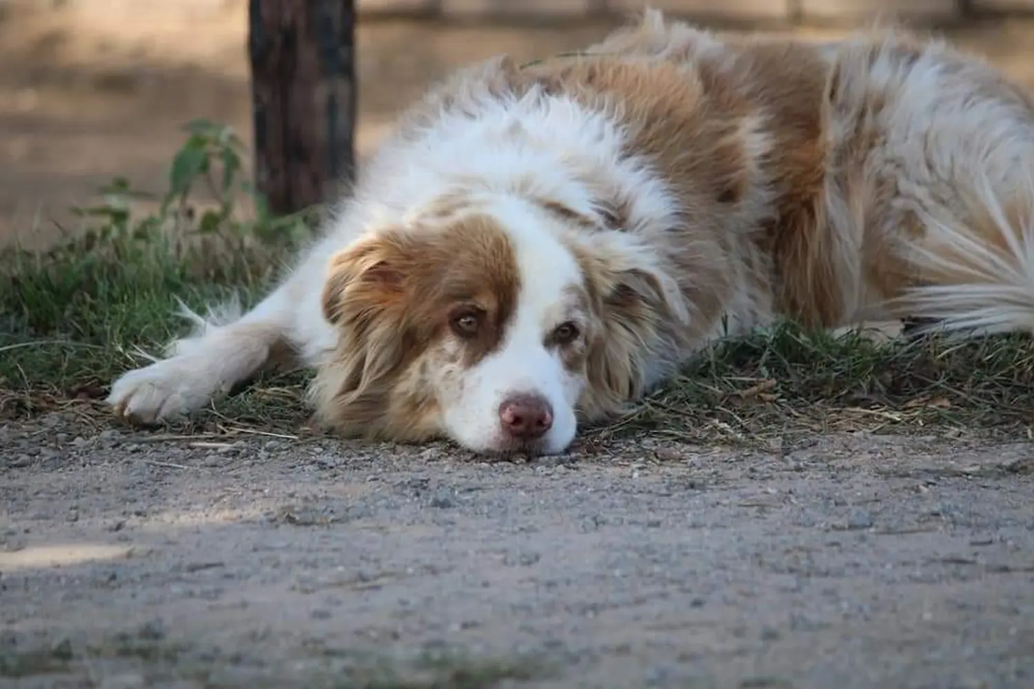 Hund spielt von HeP Hunde extrem Parcours