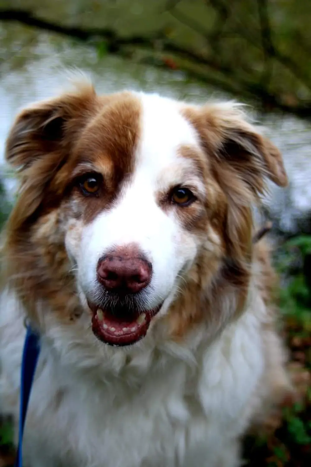 Hund von HeP Hunde extrem Parcours