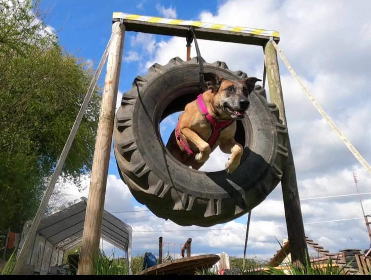 Hund springt durch den Reifen von HeP Hunde extrem Parcours