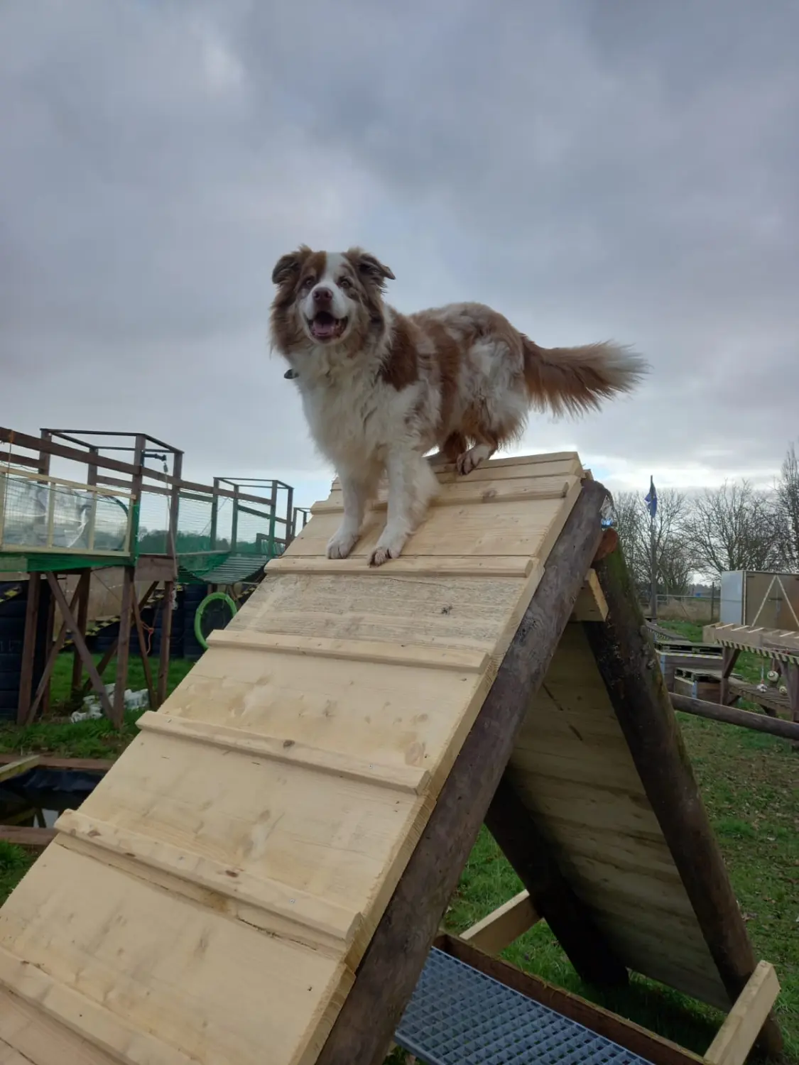 Hund spielt von HeP Hunde extrem Parcours