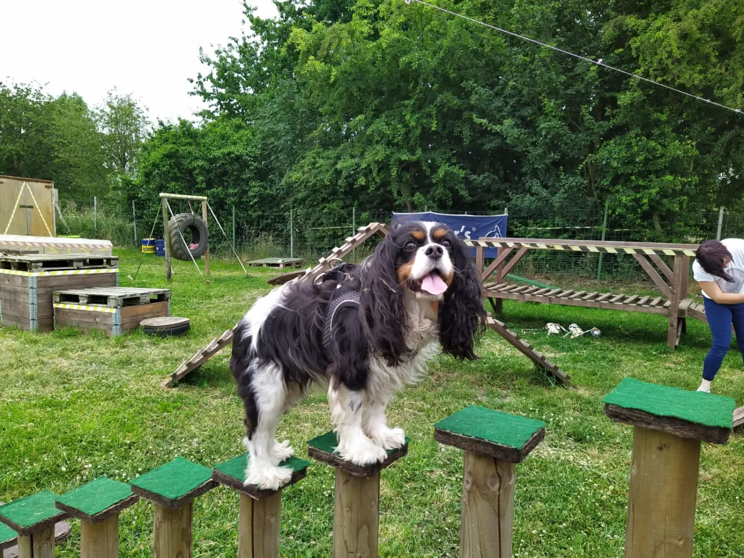 Hund spielt von HeP Hunde extrem Parcours