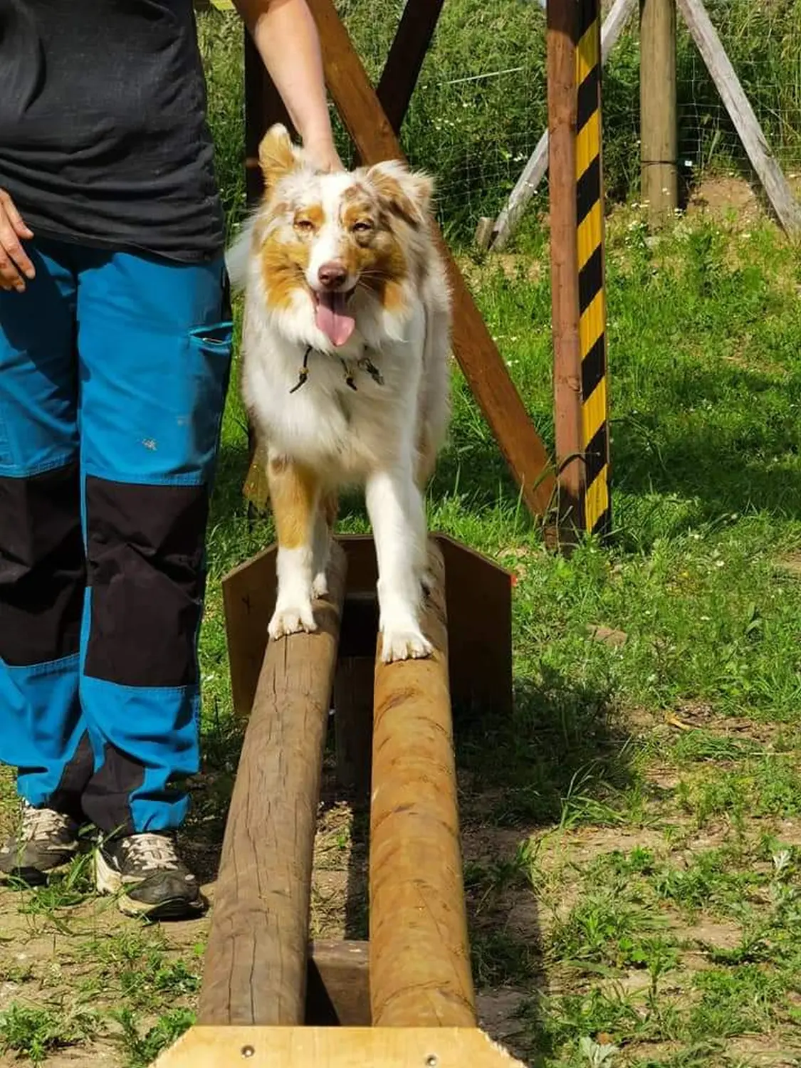 Hund spielt von HeP Hunde extrem Parcours