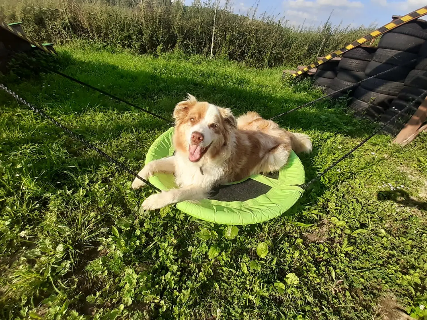 Hund spielt von HeP Hunde extrem Parcours