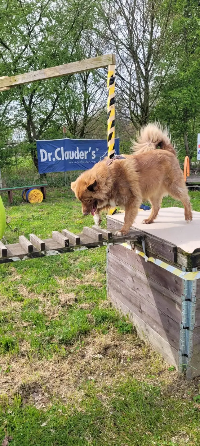 Hund spielt von HeP Hunde extrem Parcours