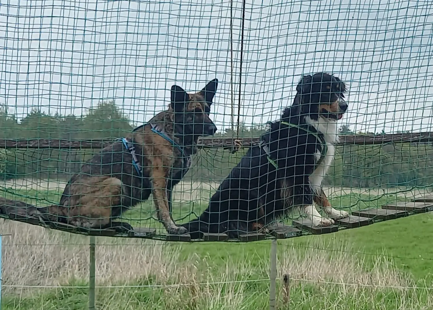 Hund spielt von HeP Hunde extrem Parcours